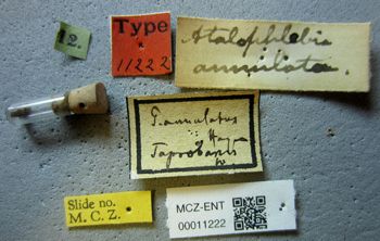 Media type: image;   Entomology 11222 Aspect: labels